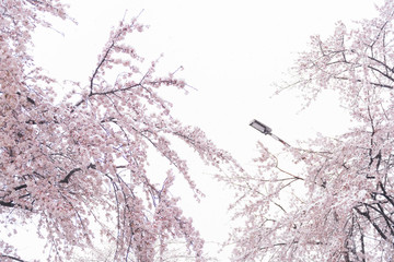 Fototapeta na wymiar 2020年3月29日　東京の桜と雪景