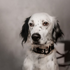 english setter mix dog portrait indoors