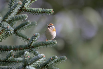 Firecrest passerine Regulus bird perched on tree branch