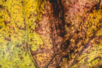 Inside the golden leaf texture.