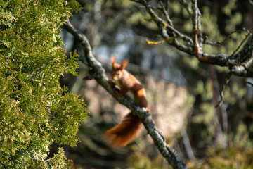 Eichhörnchen