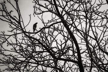 Crazy posing crow in the bunch of dark branches. Depressive dancing.