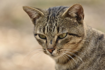 Portrait of a grey domestic cat 
