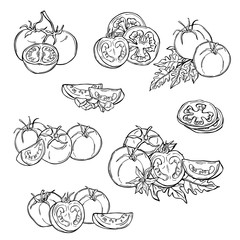 Tomatoes. Hand drawn vegetables on white background.  Vector sketch  illustration.