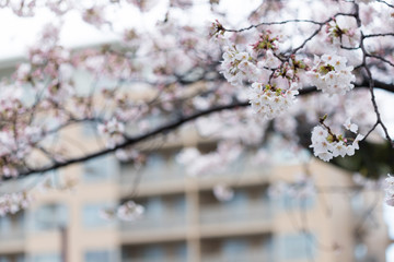 綺麗な春の満開の桜の花とマンション