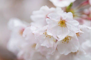 Fototapeta premium 綺麗な春の満開の桜の花