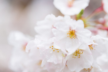 Naklejka na ściany i meble 綺麗な春の満開の桜の花