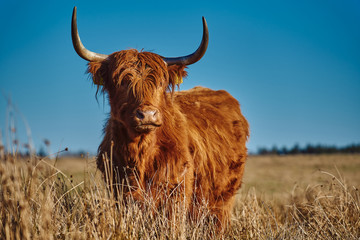 Vache de bœuf Highland au coucher du soleil