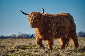 Highland beef Cow on Sunset