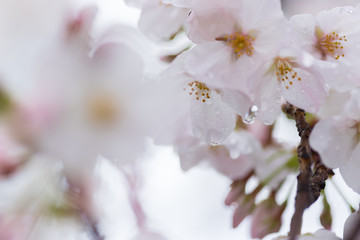 Obraz premium 春の満開の桜の花