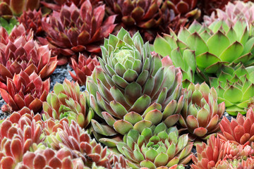 Colorful sempervivum - houseleek varieties sitting close together in the perennial alpine rock...