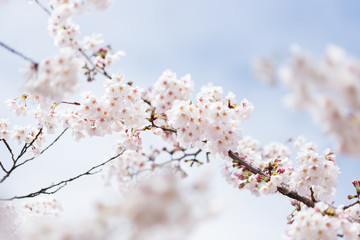春の満開の桜の花