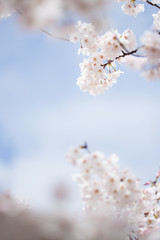 春の満開の桜の花