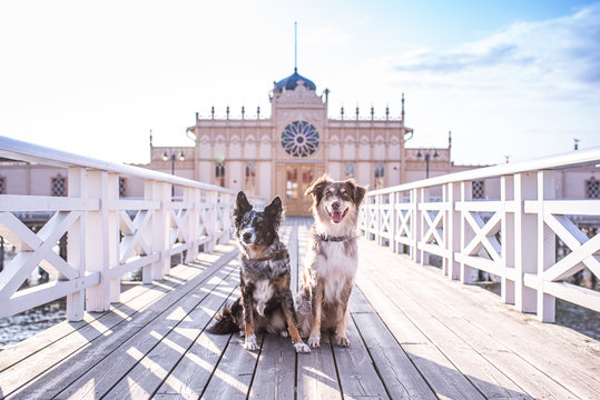 Varberg Badehaus Urlaub mit Hund