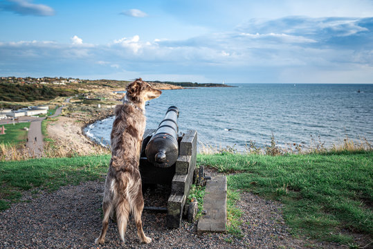 Australian Shepherds in Schweden