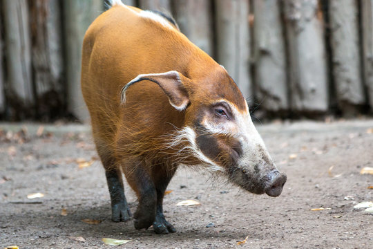 bush pig or  red river hog (in german Pinselohrschwein,  Flussschwein, Potamochoerus porcus)