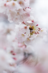 春の満開の桜の花