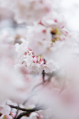 春の満開の桜の花