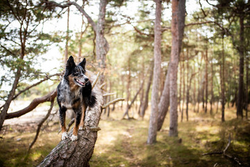 Australian Shepherd in wunderschöner Landschaft