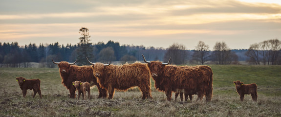 Herd of Highland beef Cows on Sunset. horizontal landscape 