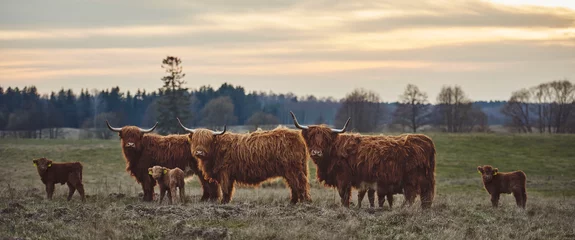 Fotobehang Schotse hooglander Kudde Highland beef koeien op zonsondergang. horizontaal landschap