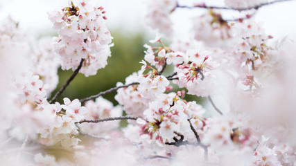 春の満開の桜の花