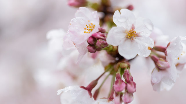 綺麗な春の満開の桜の花のアップ写真