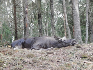 Sleeping moose
