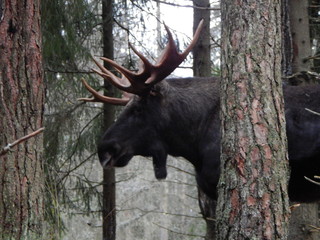 deer in the forest