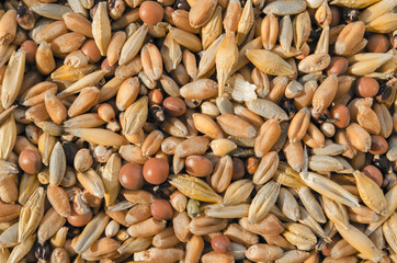 many different plant seeds close-up