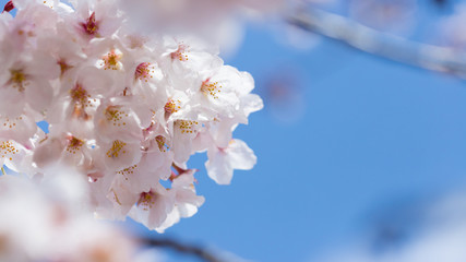 綺麗な春の満開の桜の花と青空