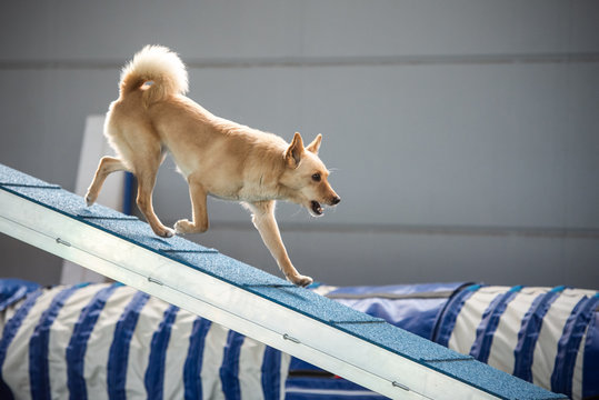 Agility Indoor