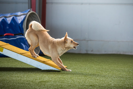 Agility Indoor