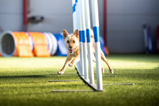 Agility Indoor