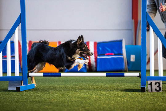 Agility Junghundeaufbau