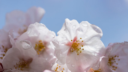 綺麗な春の満開の桜の花と青空