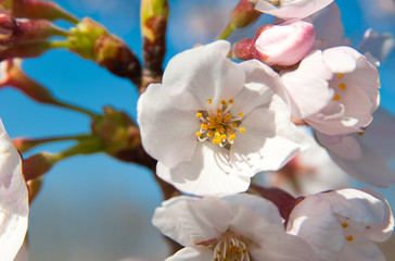 桜, 花, ピンク, 木, 自然, 咲く, 白