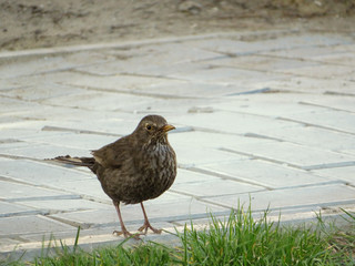 bird 