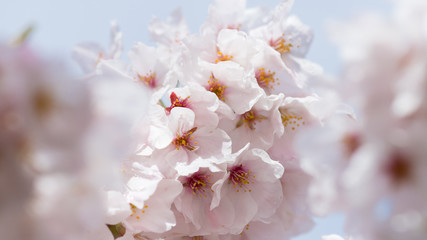 春の満開の桜の花