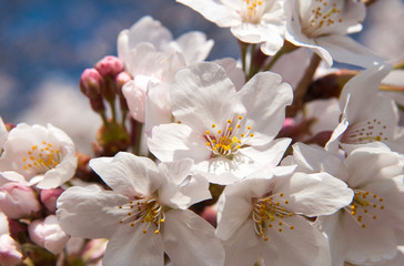 Fototapeta na wymiar 桜, 花, ピンク, 木, 自然, 咲く, 白