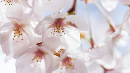 Fototapeta na wymiar 春の満開の桜の花
