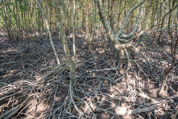 Mangrove Forest in Thailand
