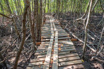 Mangrove forest with wood Walk way