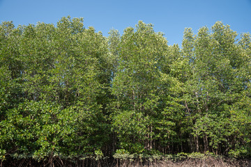 Mangrove Forest in Thailand