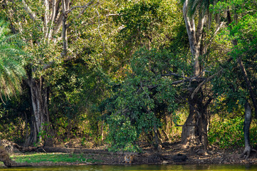 Beautiful tiger arrowhead near lake and palm trees in nature paradise at ranthambore national park or tiger reserve, ranthambore, india