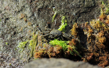 crabe en promenade