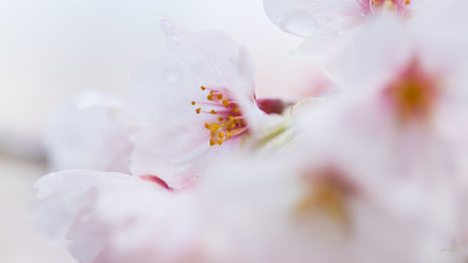 Naklejka na ściany i meble 綺麗な春の満開の桜の花のアップ写真