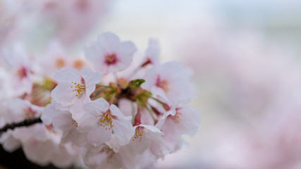 春の満開の桜の花