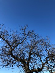 Blue sky, moon, tree, winter