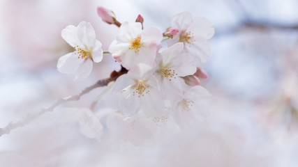 春の満開の桜の花